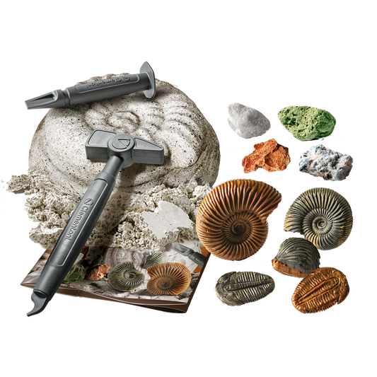 DISCOVER FOSSILS AND MINERALS