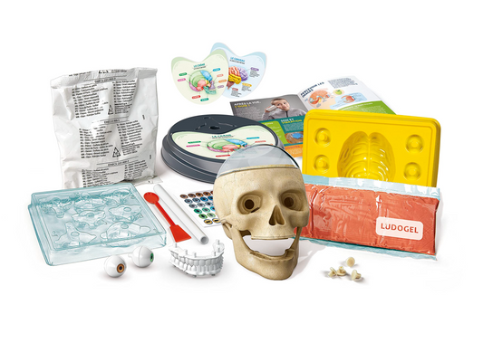 ANATOMICAL DISCOVERIES